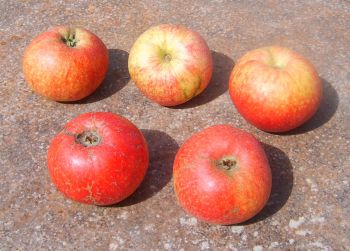 Apfelbaum, Sommerapfel "Schöner von Bath"